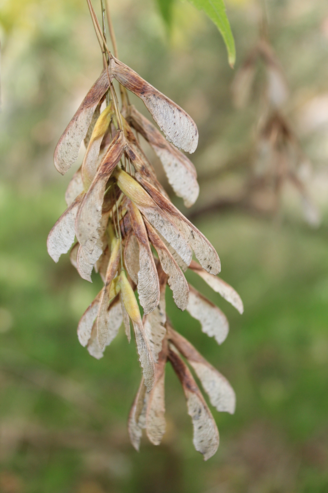 Acer negundo