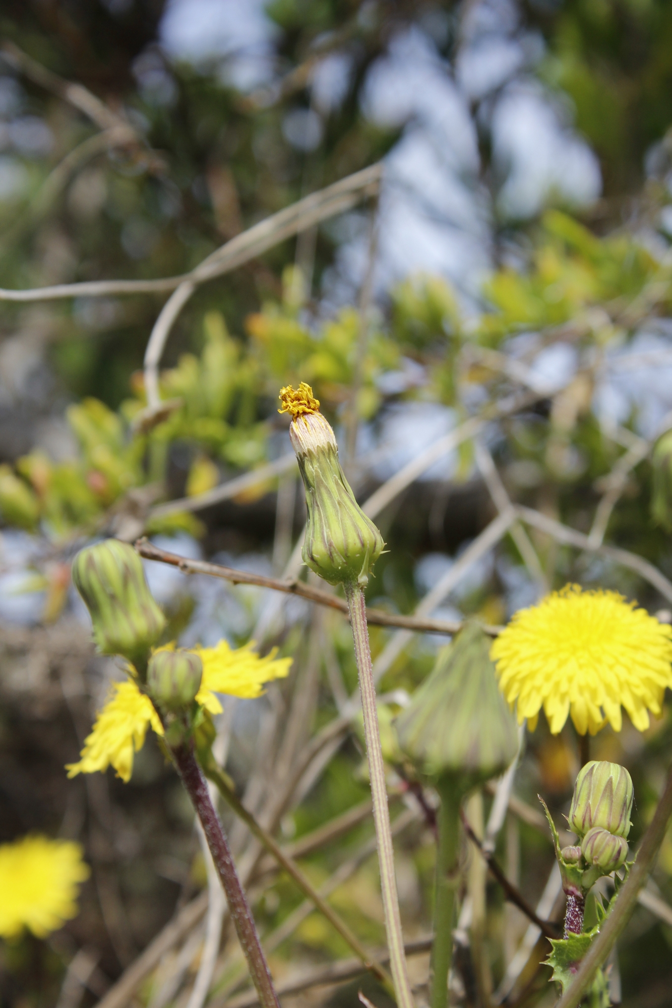 Actites megalocarpus