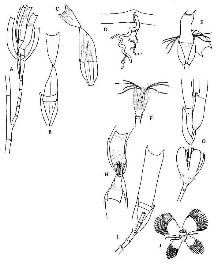 Amphibolis antarctica