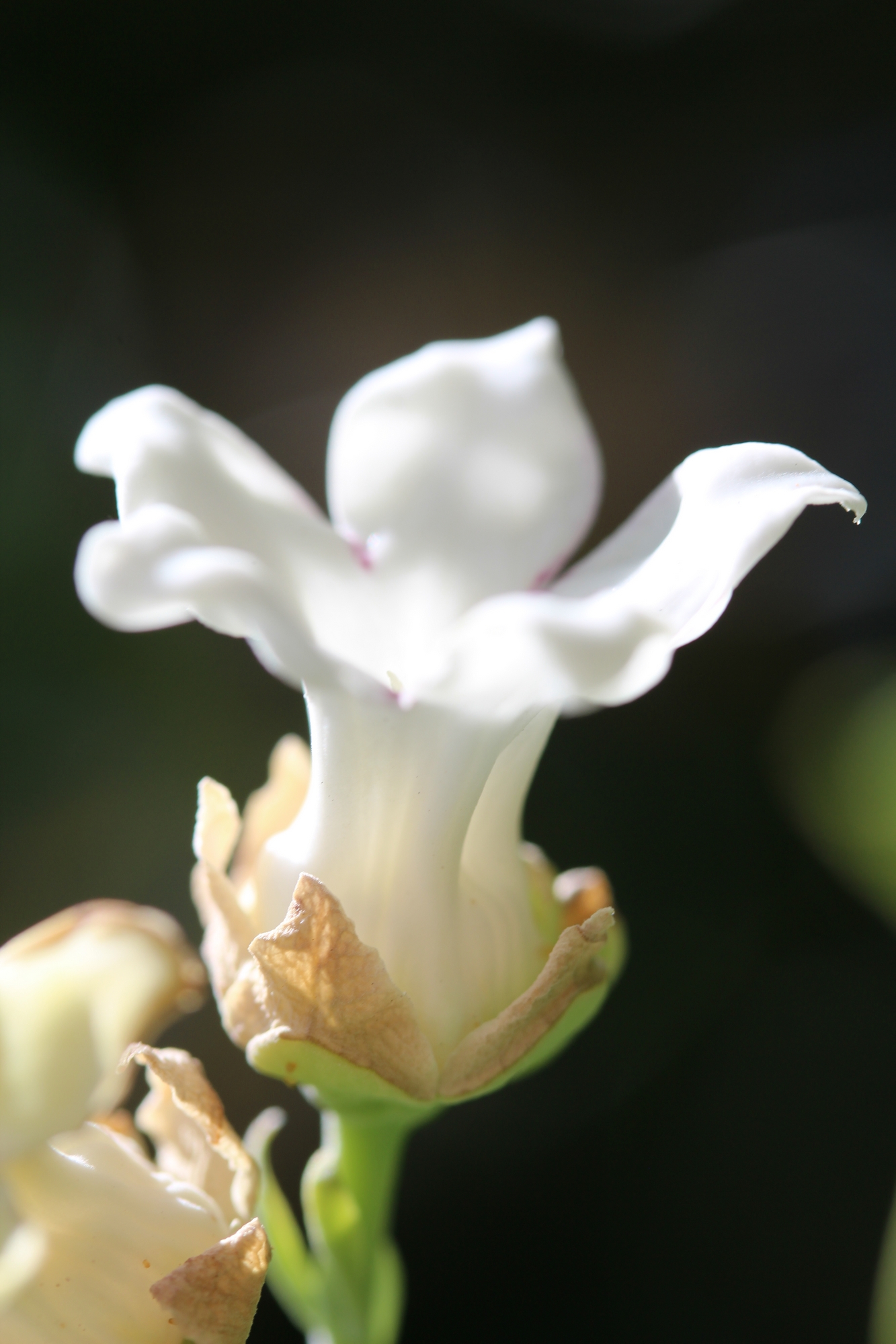 Araujia sericifera