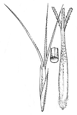 Aristida arida