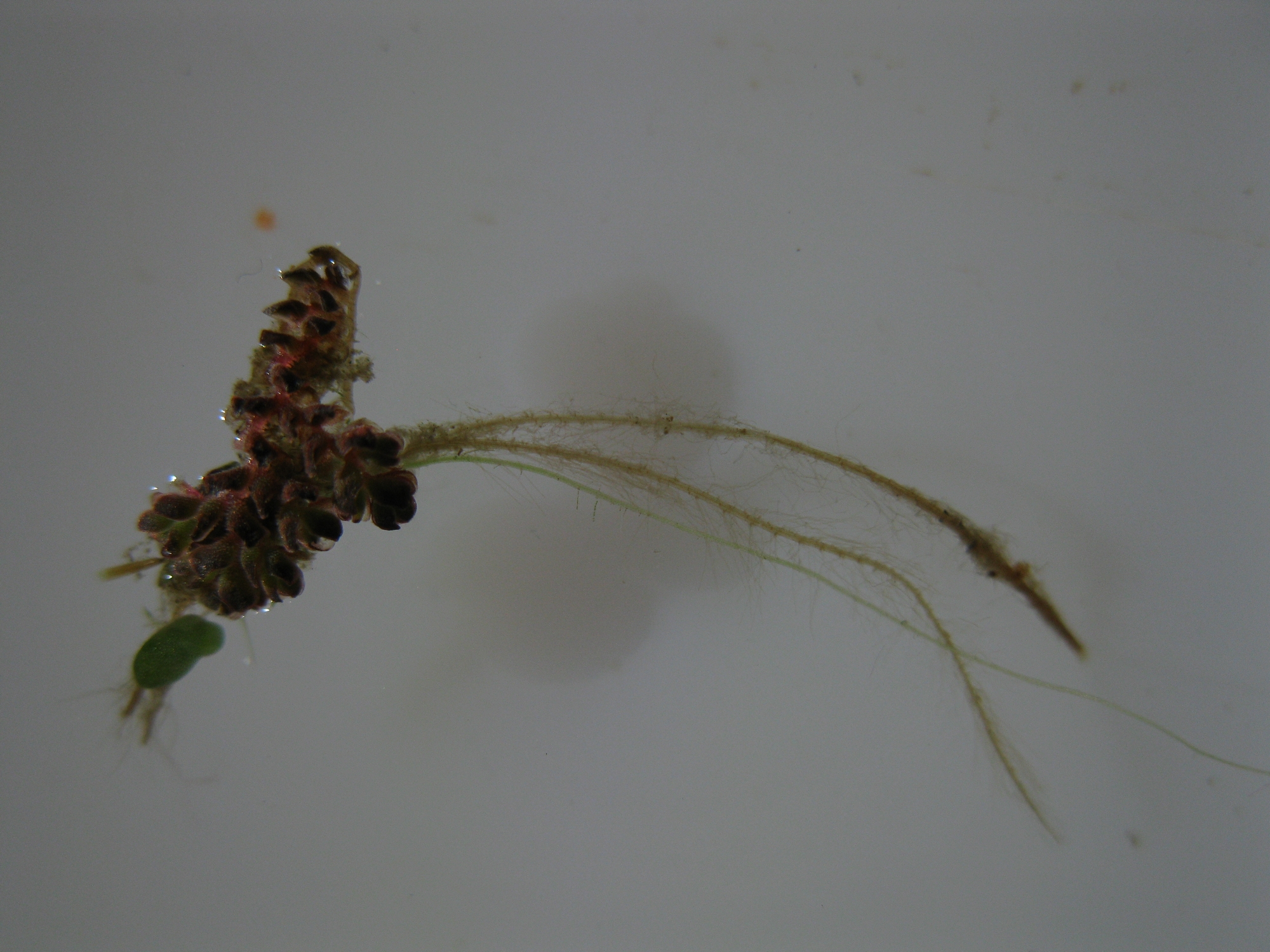 Azolla pinnata