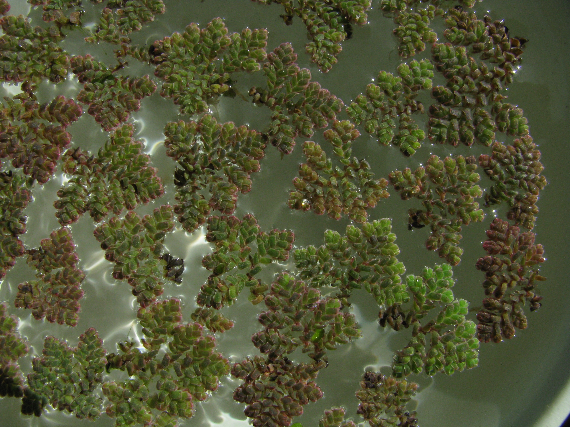 Azolla pinnata