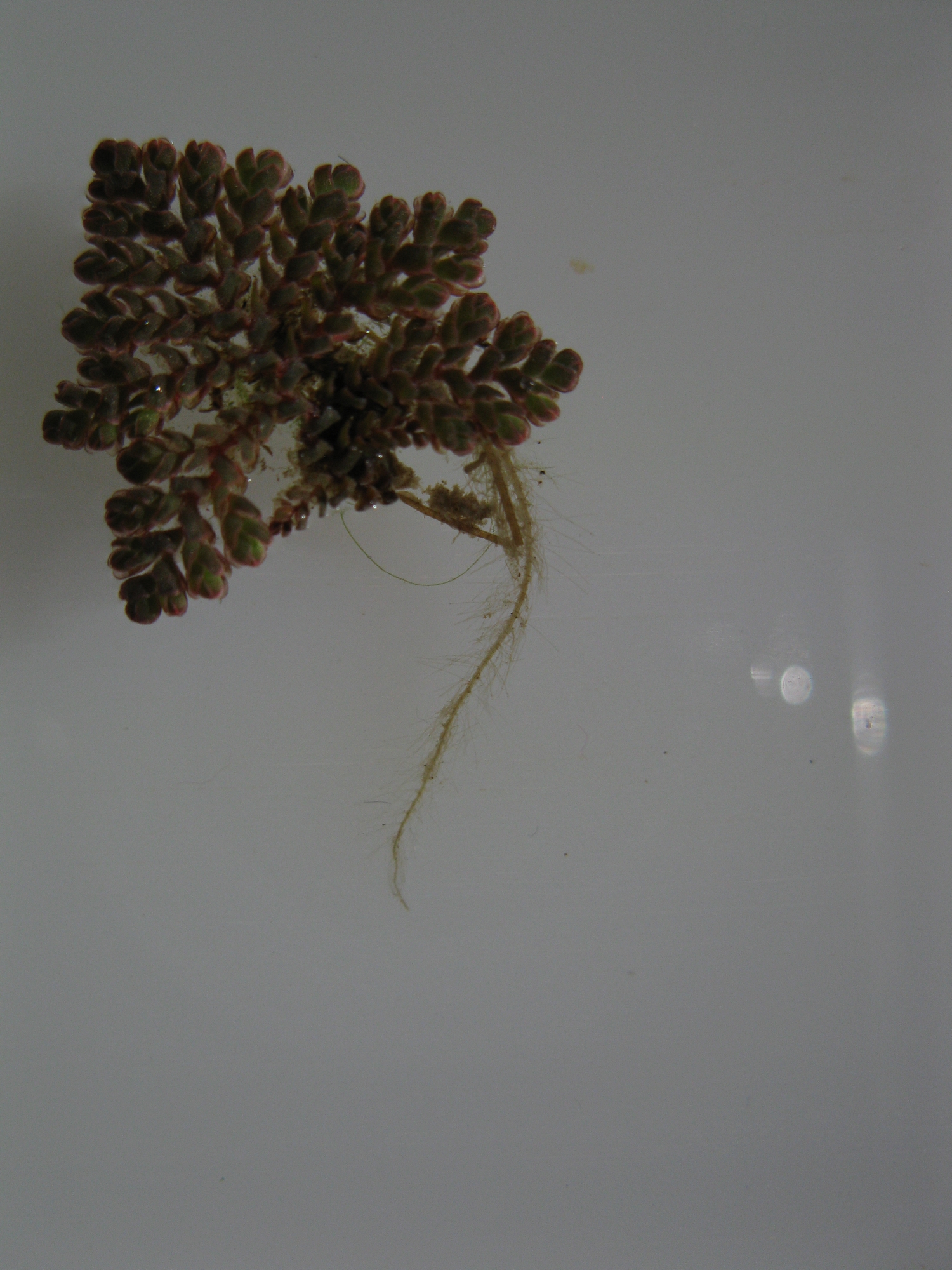 Azolla pinnata