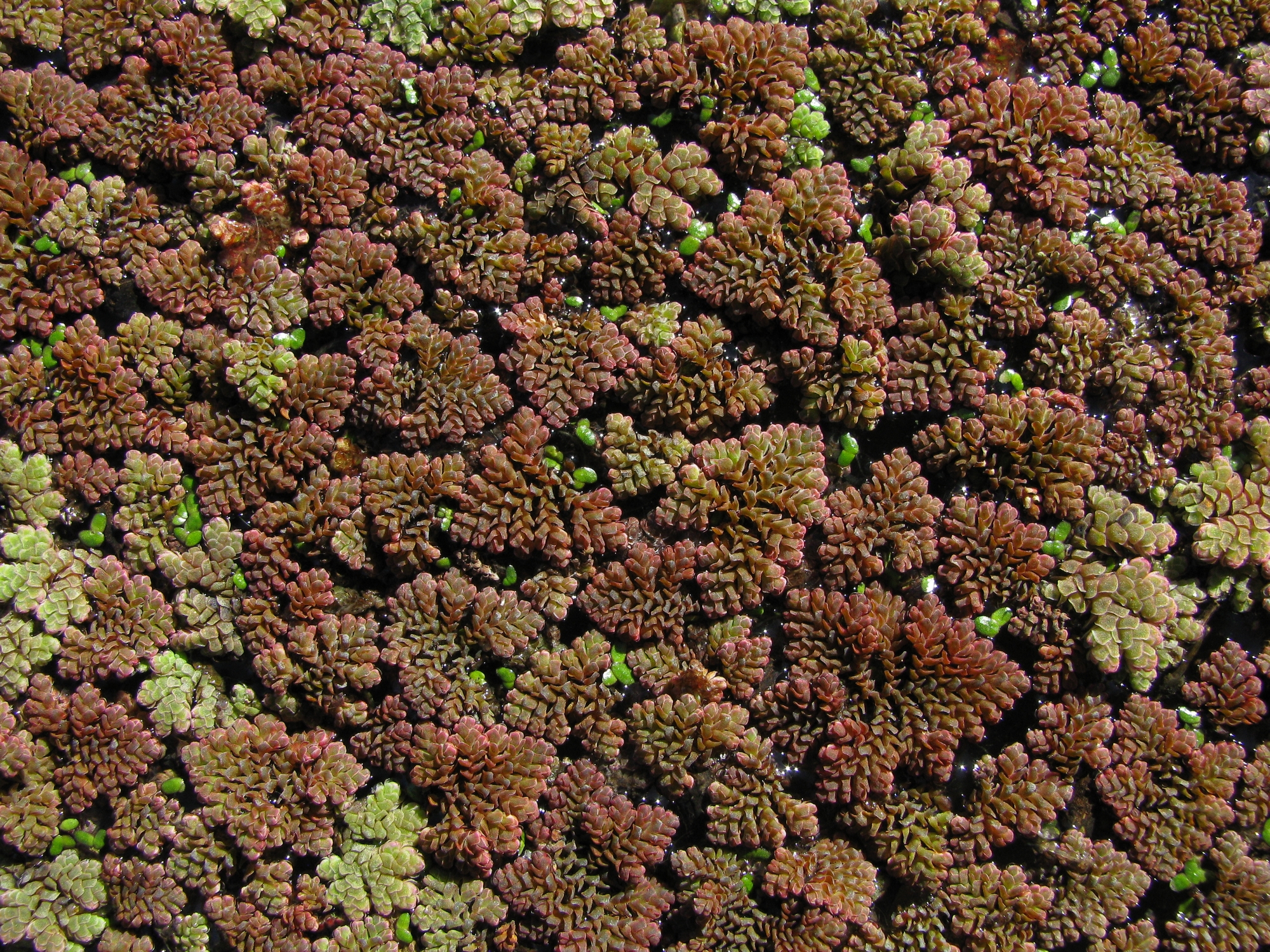 Azolla pinnata