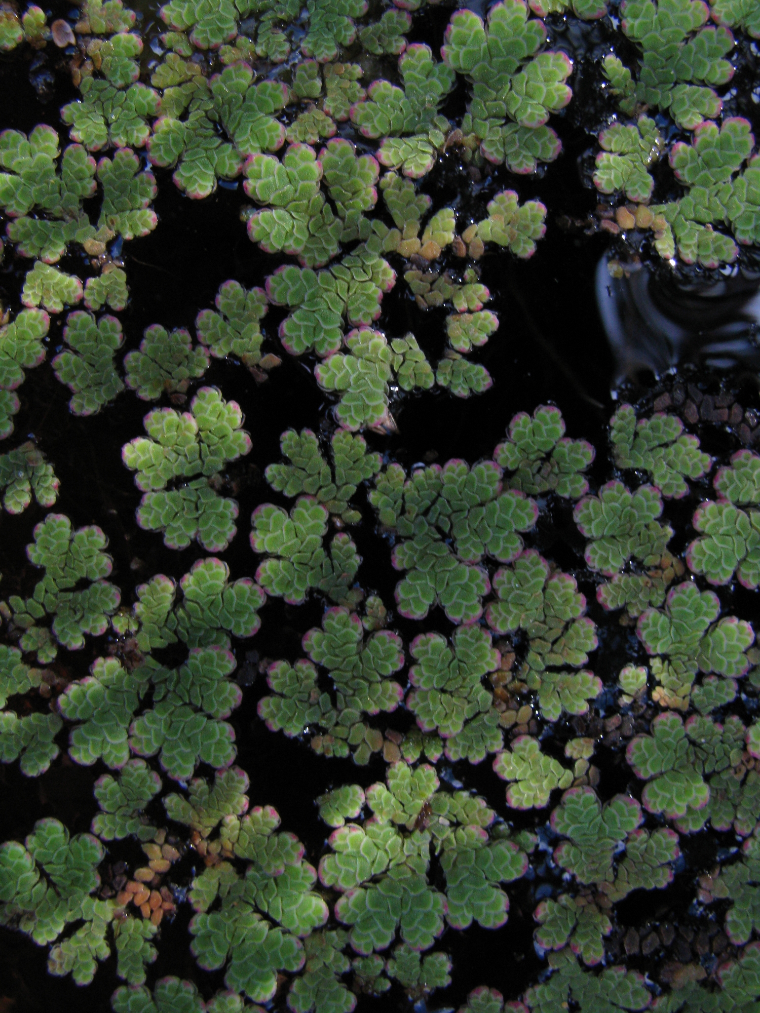 Azolla rubra