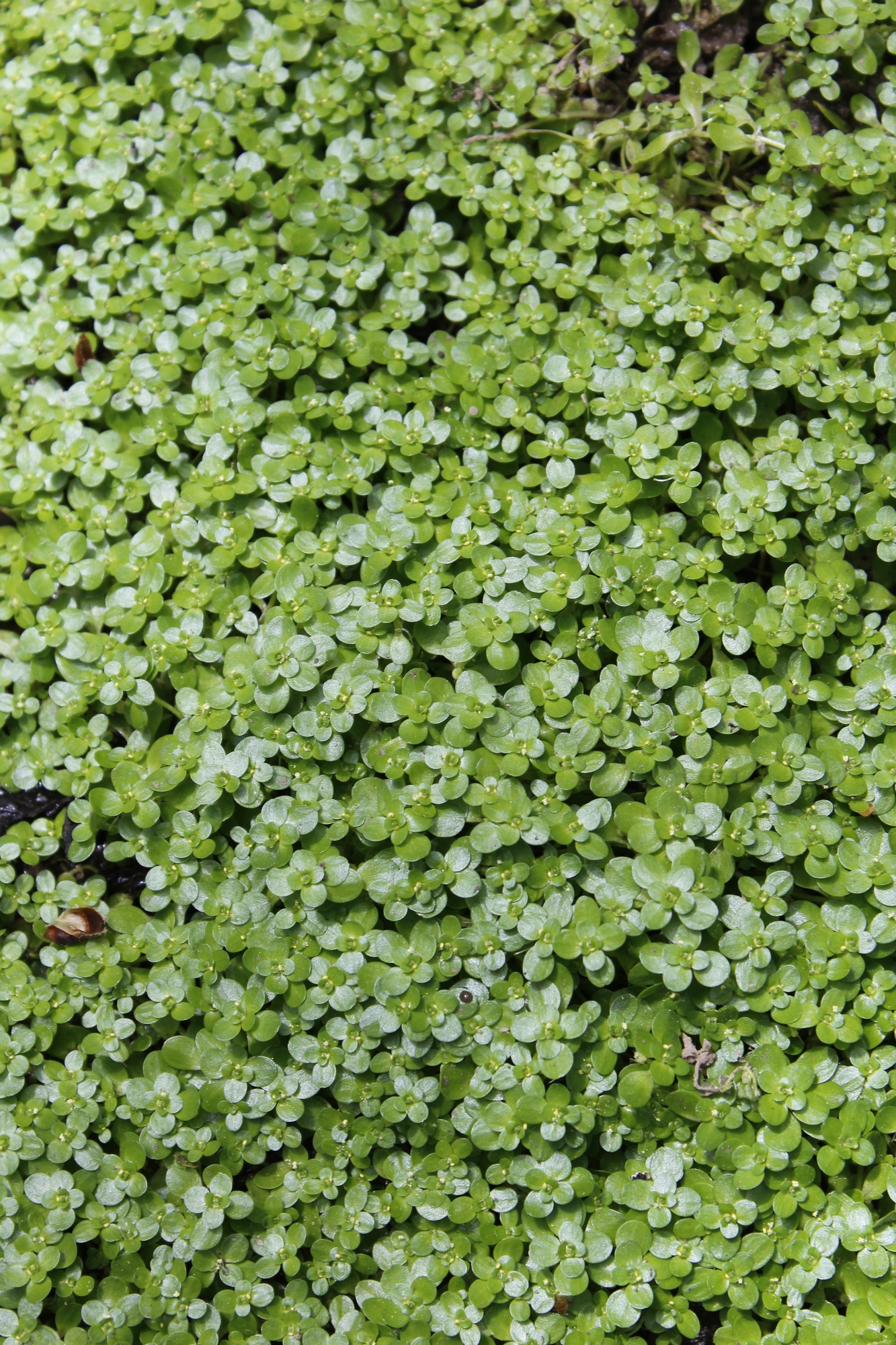 Callitriche stagnalis