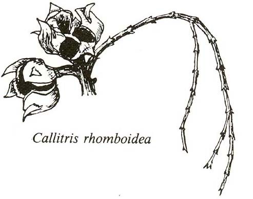 Callitris rhomboidea