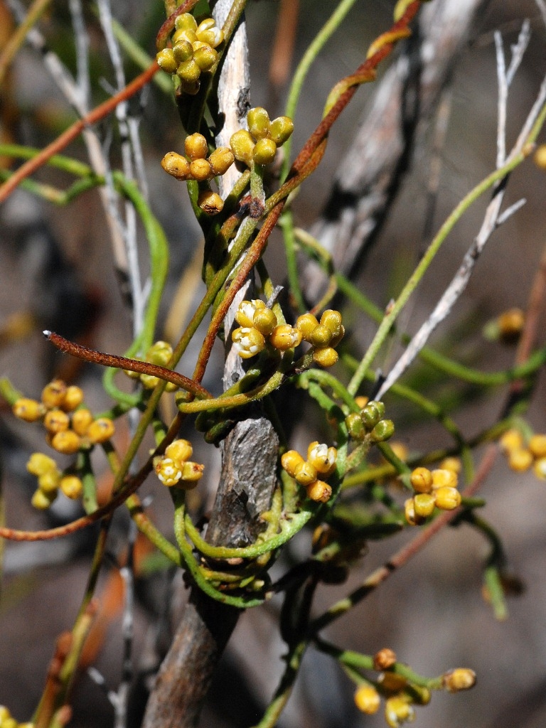 Cassytha pubescens