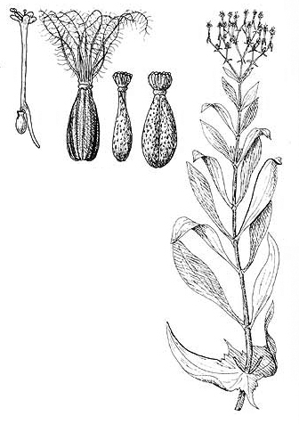 Centranthus ruber subsp. ruber
