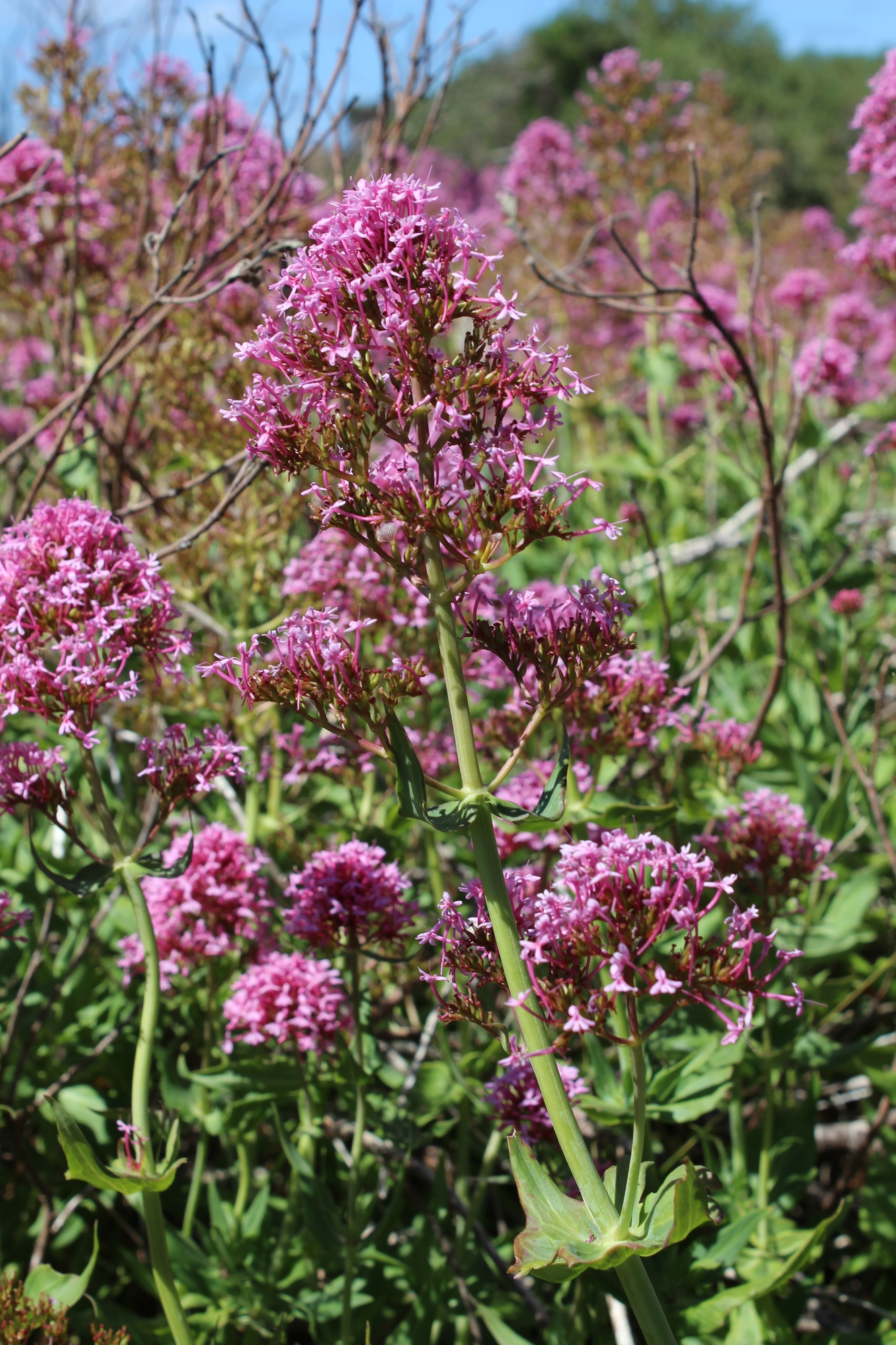 Centranthus ruber