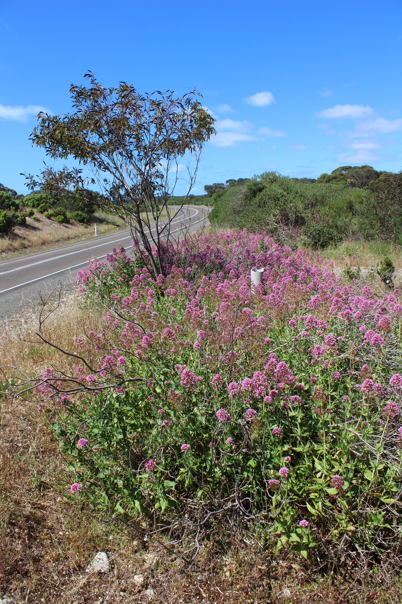 Centranthus ruber