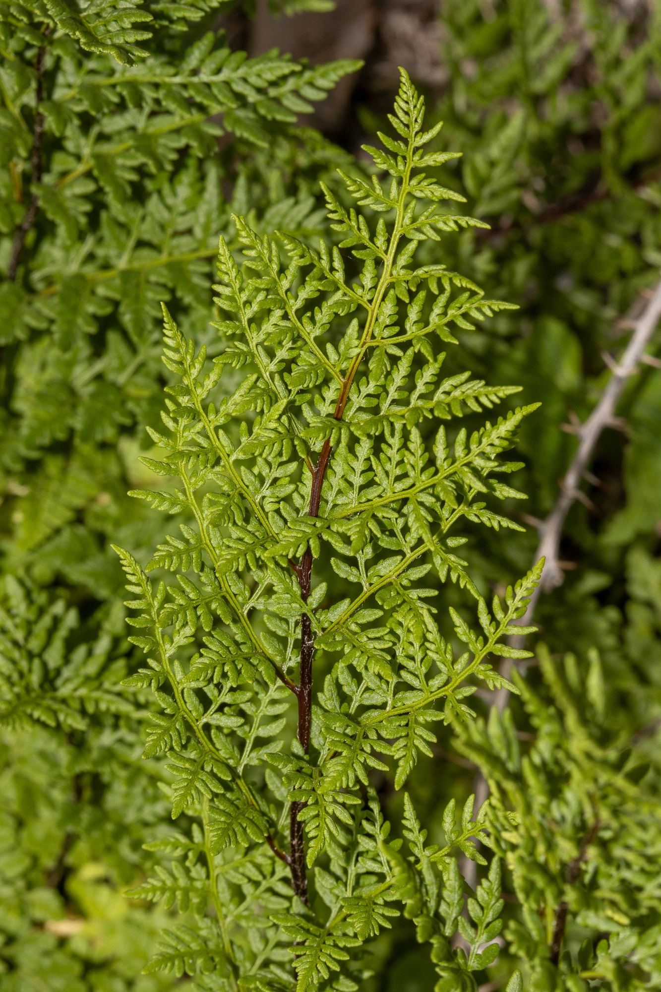 Cheilanthes austrotenuifolia