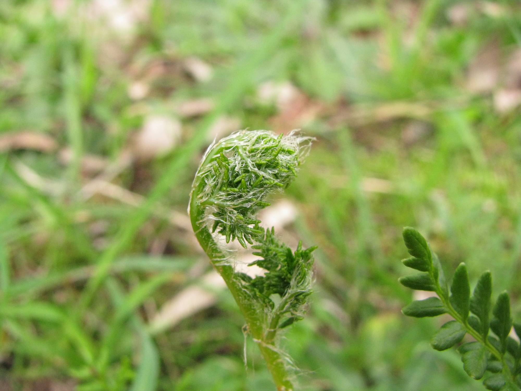 Cheilanthes austrotenuifolia