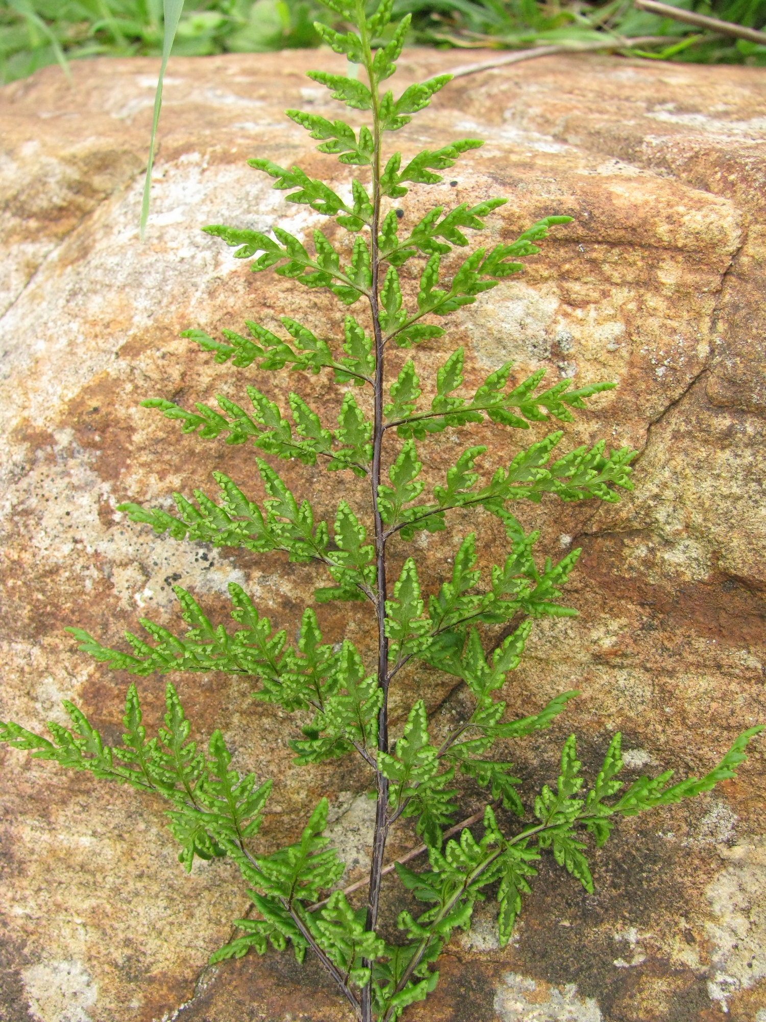 Cheilanthes austrotenuifolia