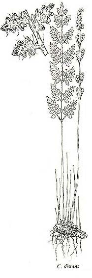 Cheilanthes distans