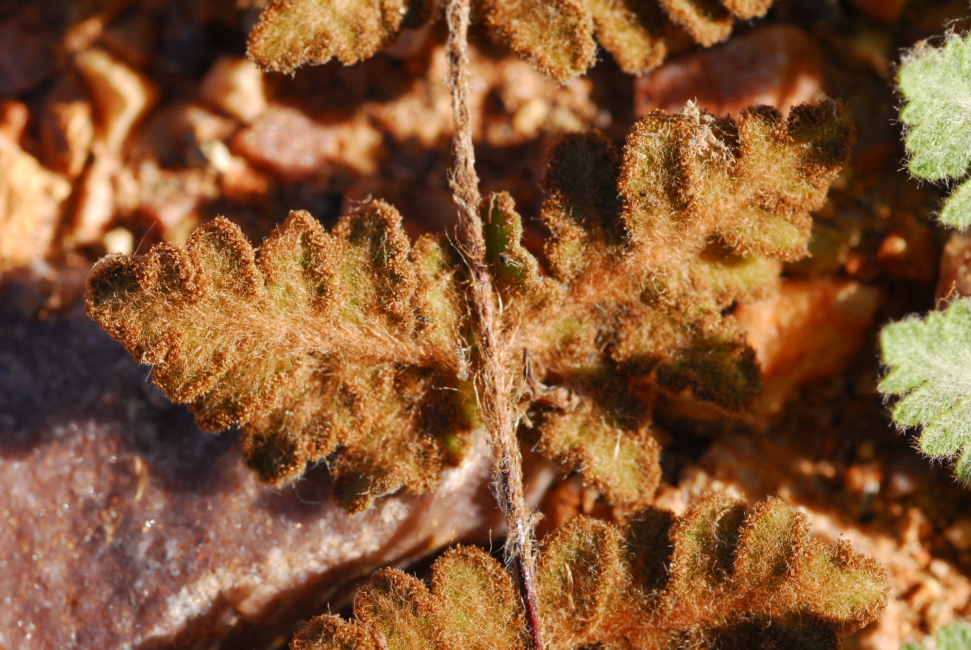 Cheilanthes lasiophylla