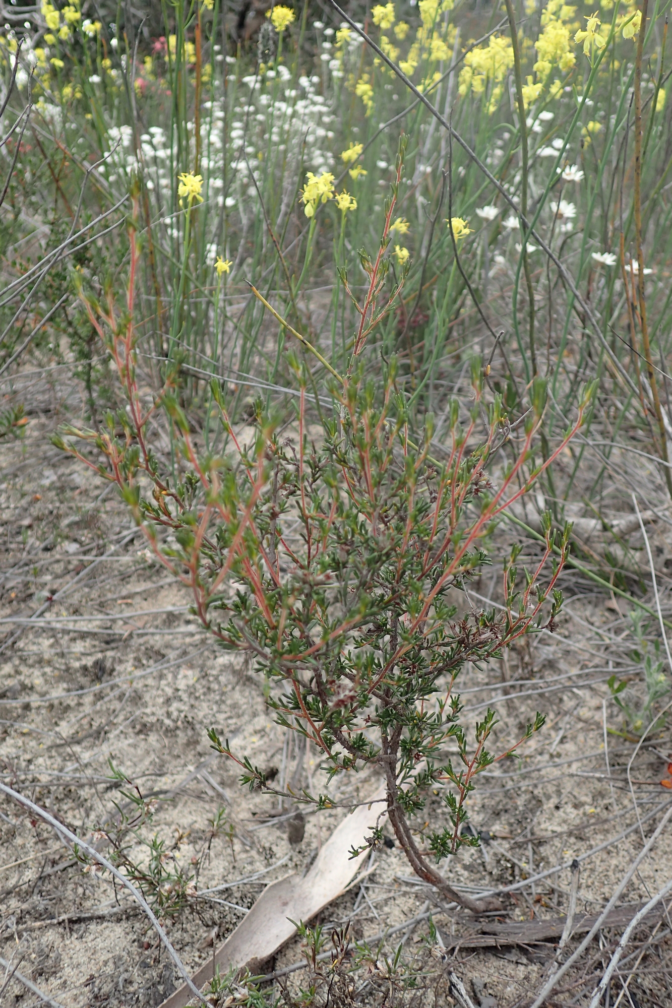 Cryptandra hispidula
