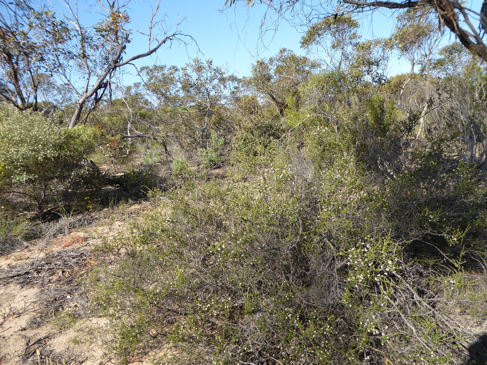 Cryptandra sabulicola