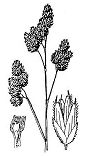 dactylis-glomerata