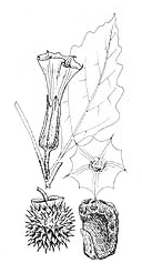 Datura leichhardtii