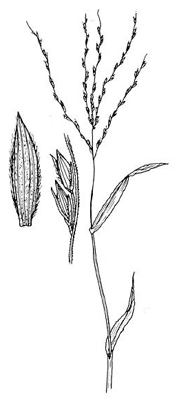 Digitaria sanguinalis