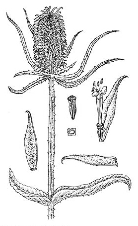 dipsacus-sativus