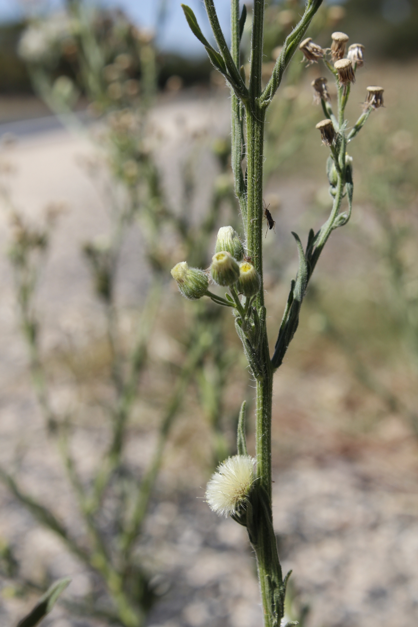 erigeron-bonariensis