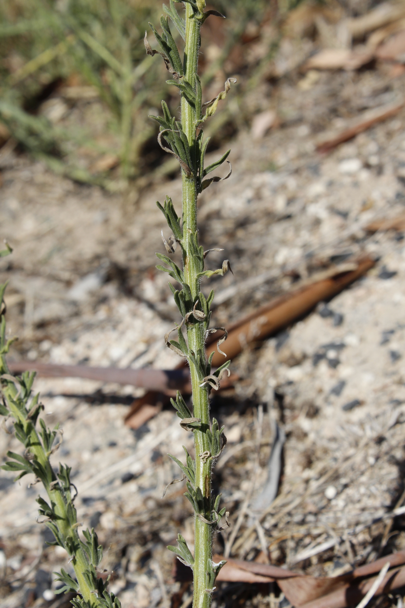 erigeron-bonariensis