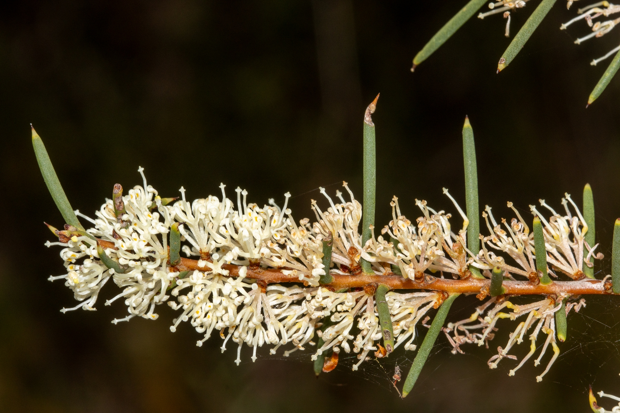 Hakea rugosa