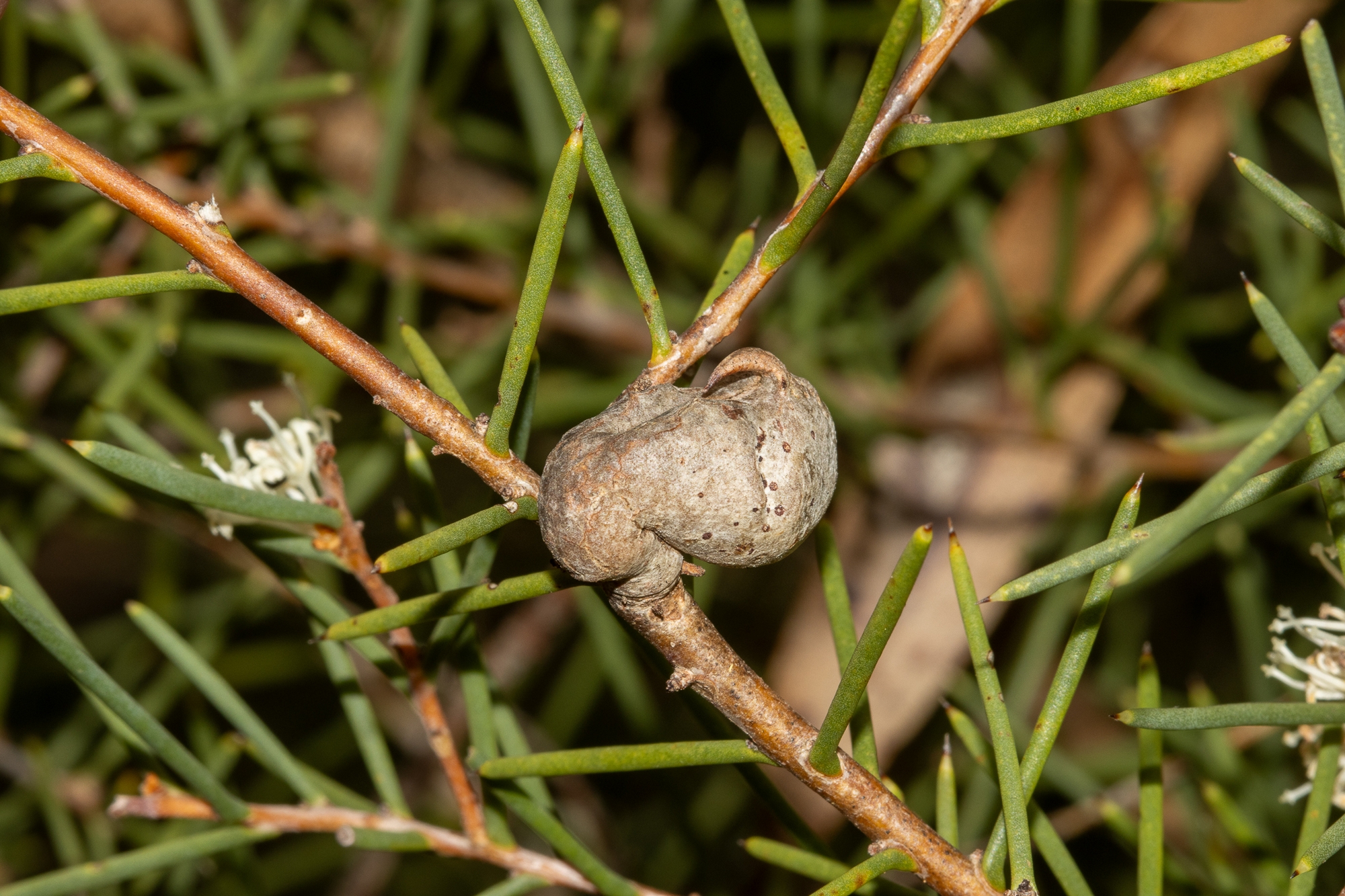 Hakea rugosa