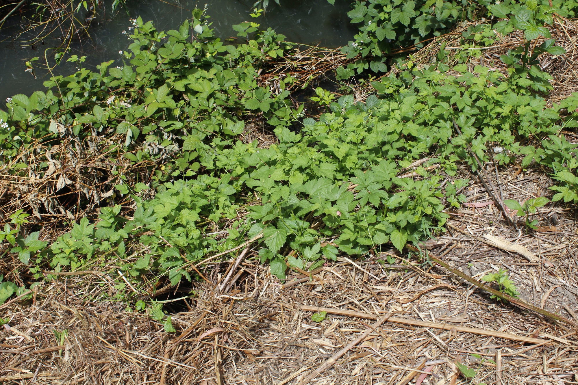 Humus Lupulus Tree Humulus lupulus