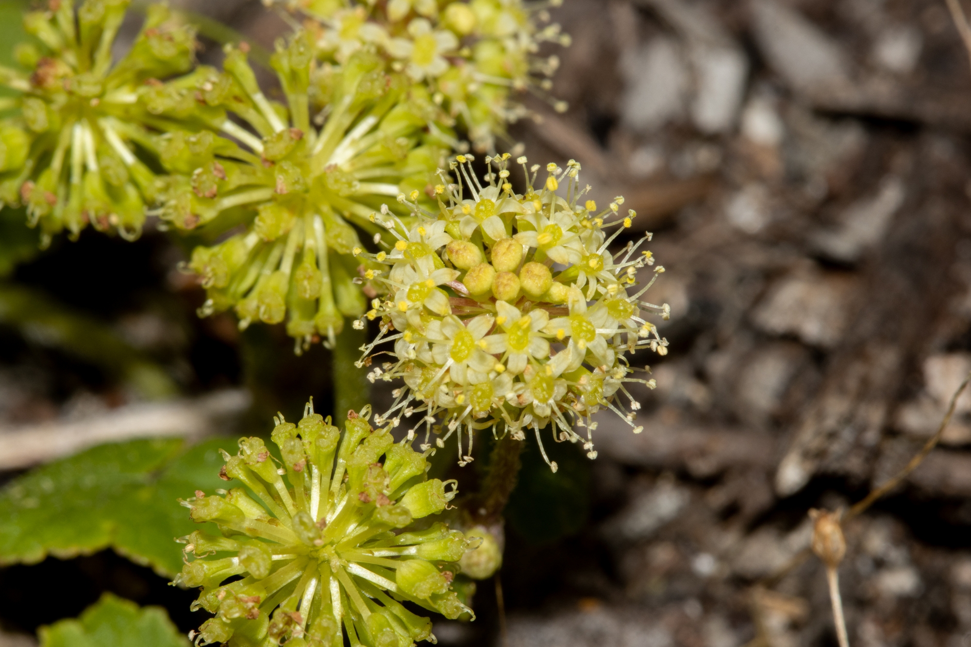 Hydrocotyle laxiflora