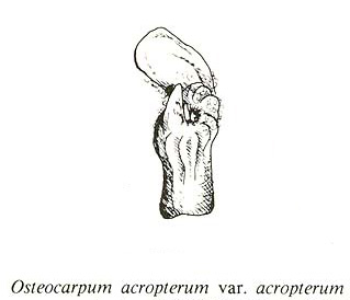 Osteocarpum acropterum var. acropterum