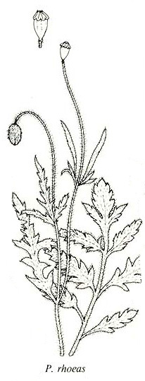Papaver Roots Papaver rhoeas