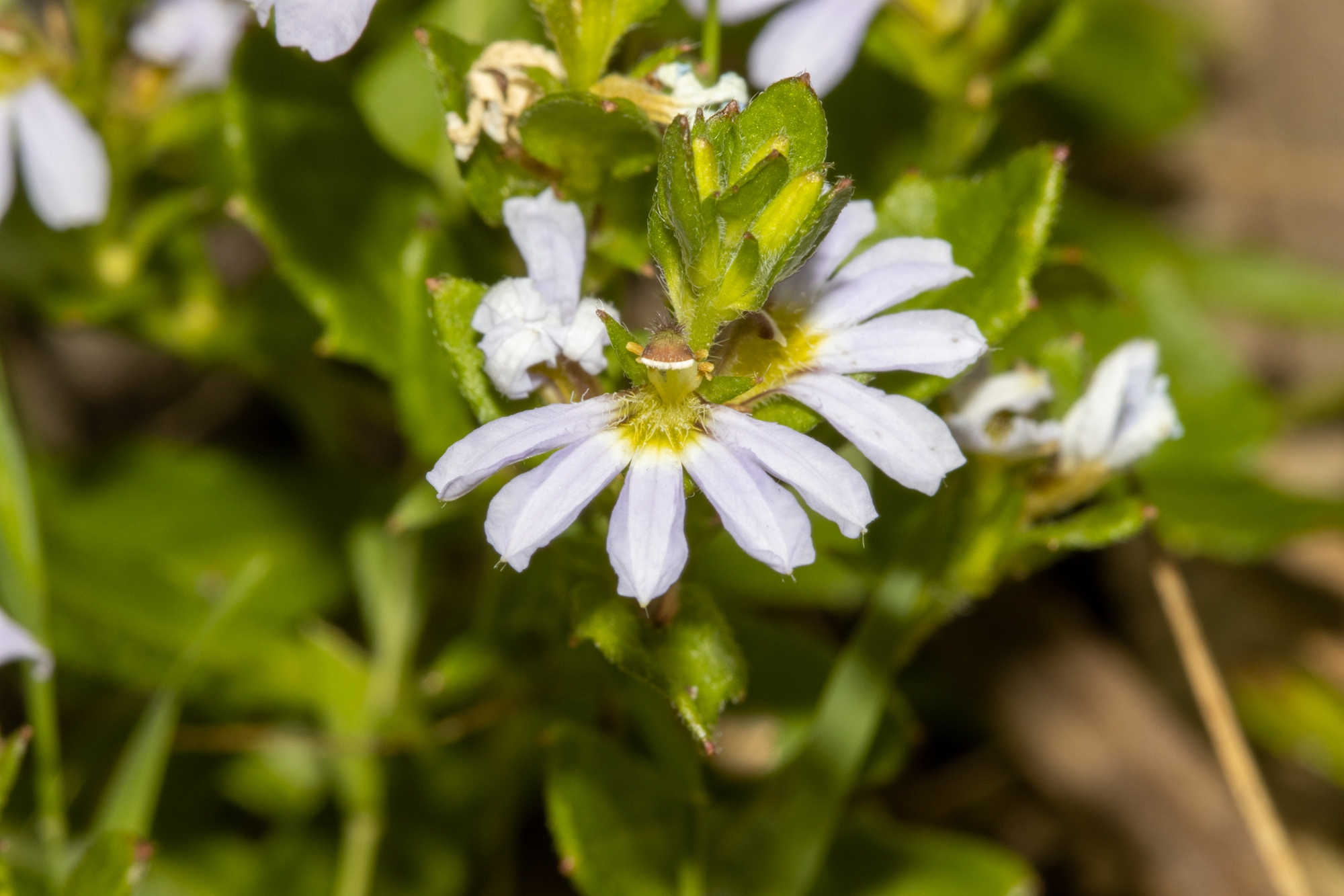 Scaevola albida