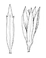 Veronica gracilis