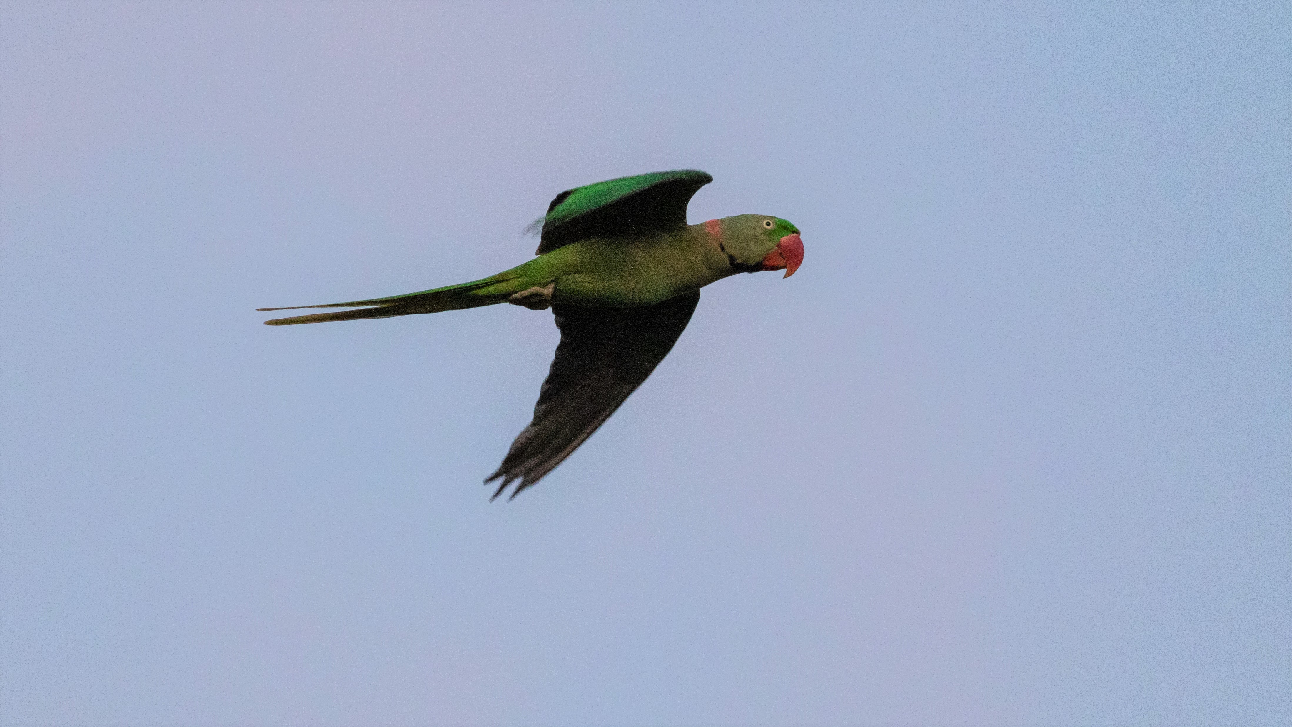 Exotic parakeets store