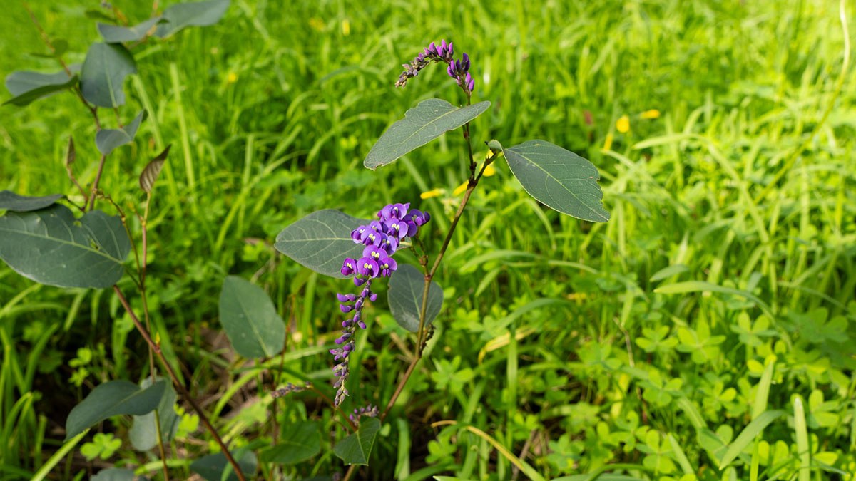 Native lilac (Hardenbergia violacea) in flower.
