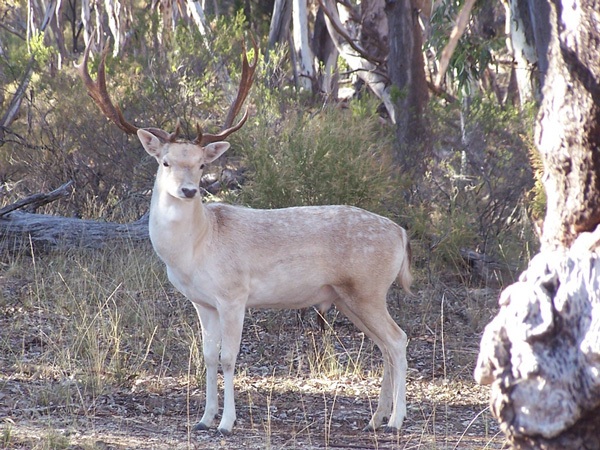 Feral deer - Green Adelaide