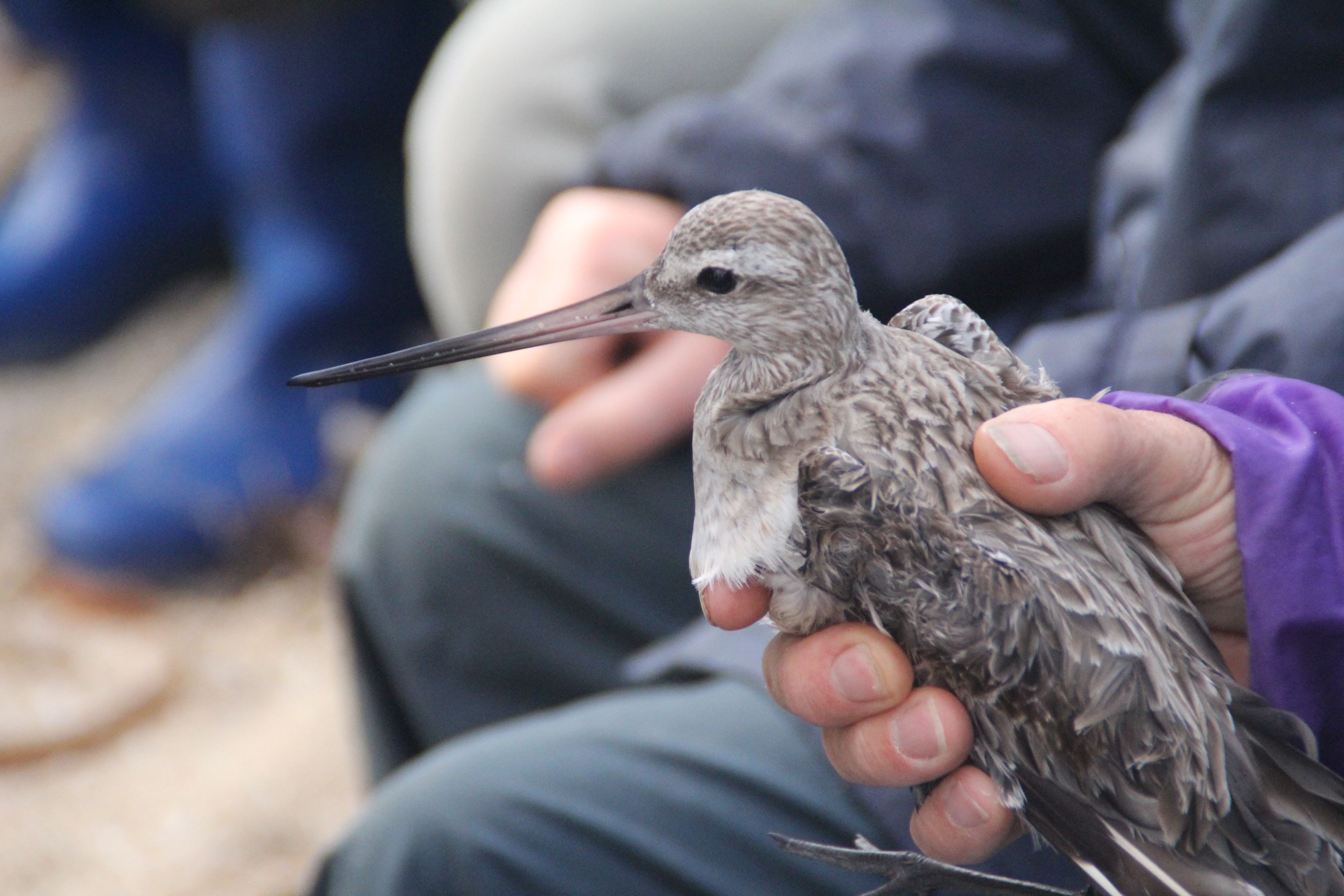 Go-Go godwit being banded-Tony Flaherty