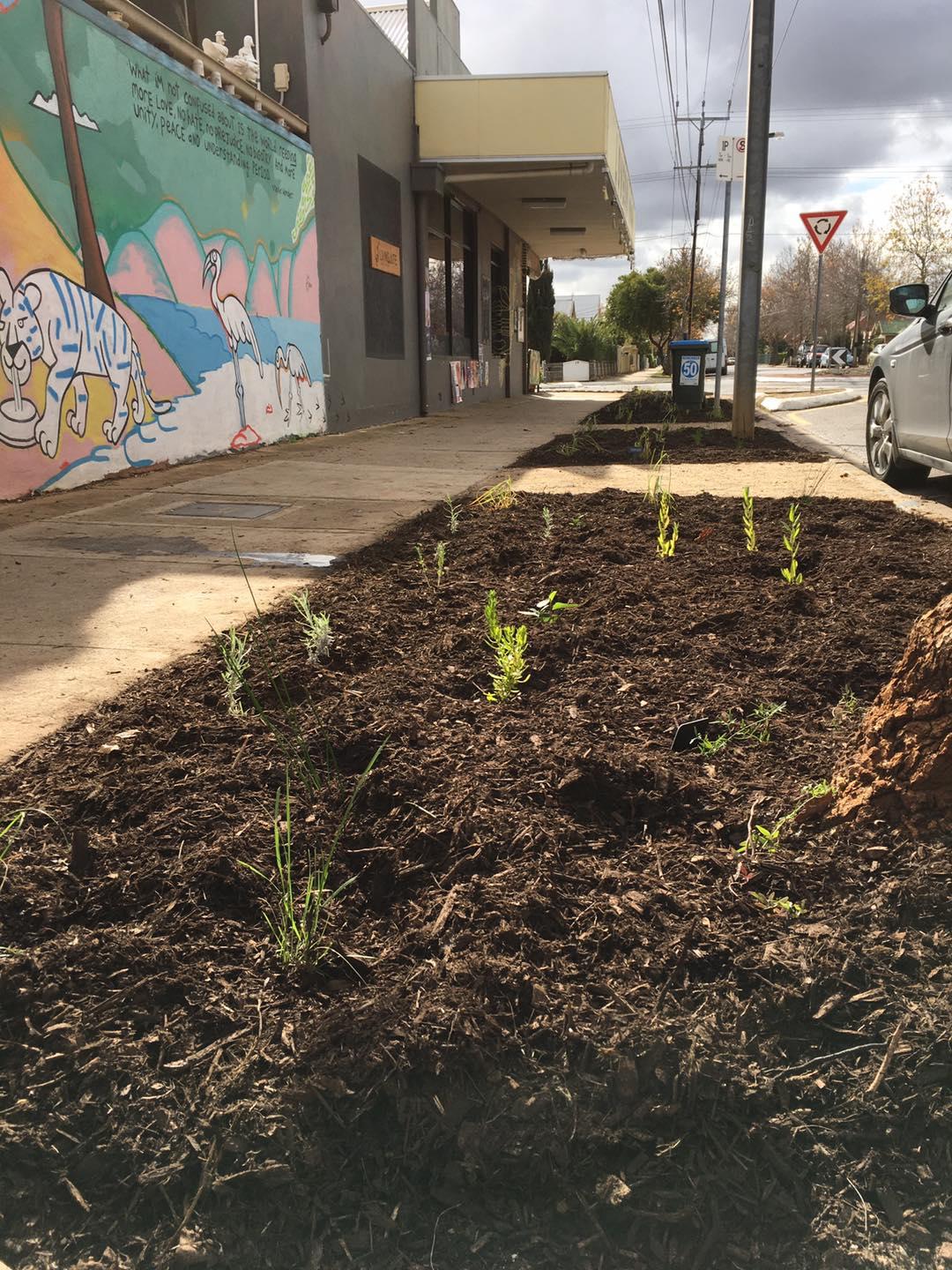 A street verge with new plants