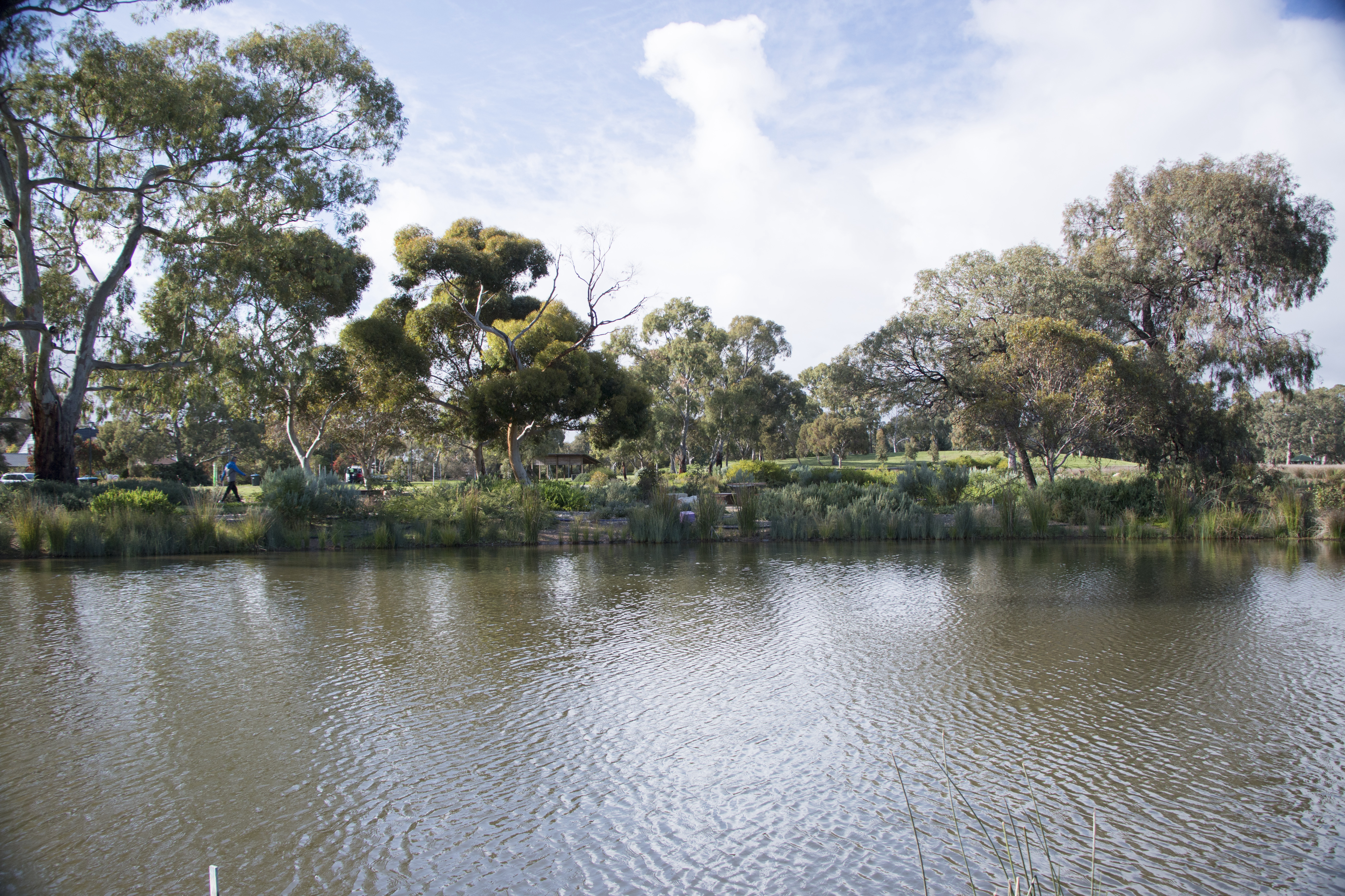 Oaklands Wetland