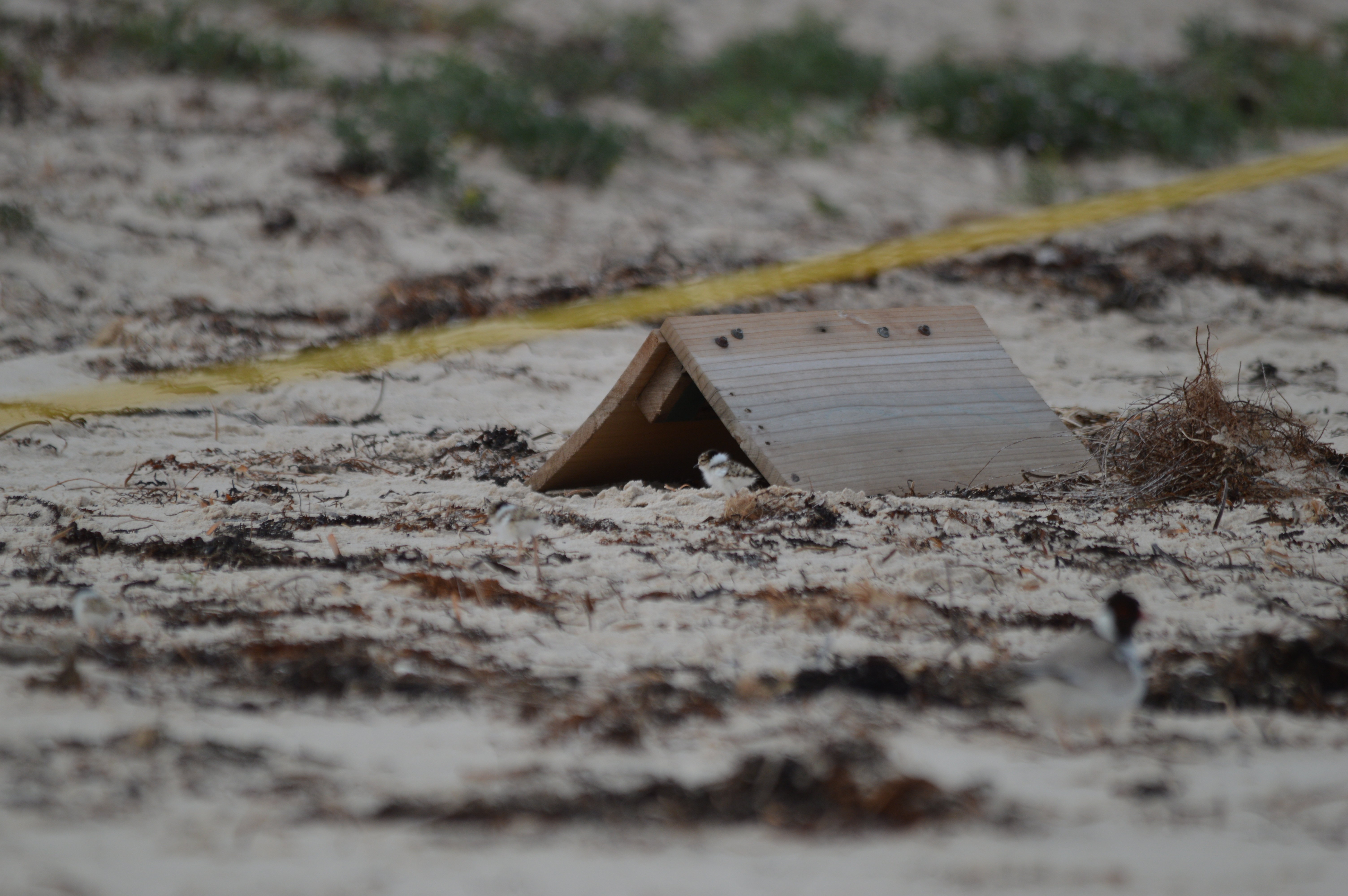 Hooded plover chick with shelter. Credit Kerri Bartley