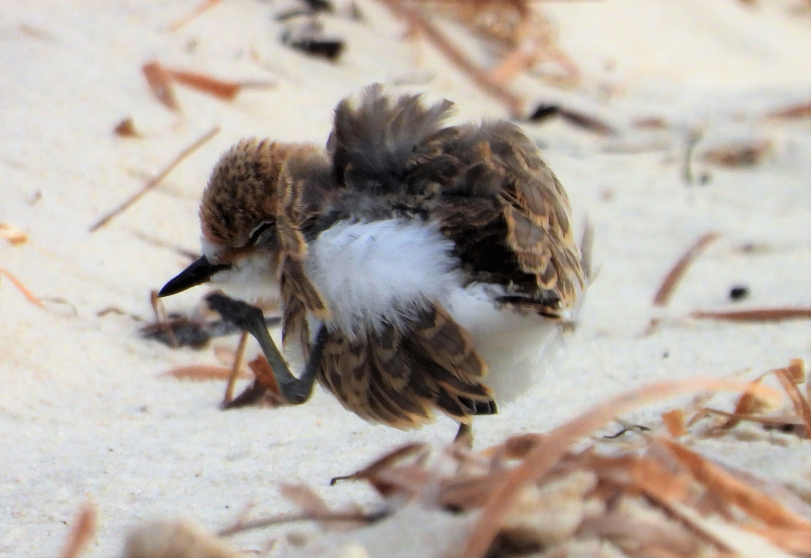 new red-capped plover fledgling preening itself-credit Kerri Bartley