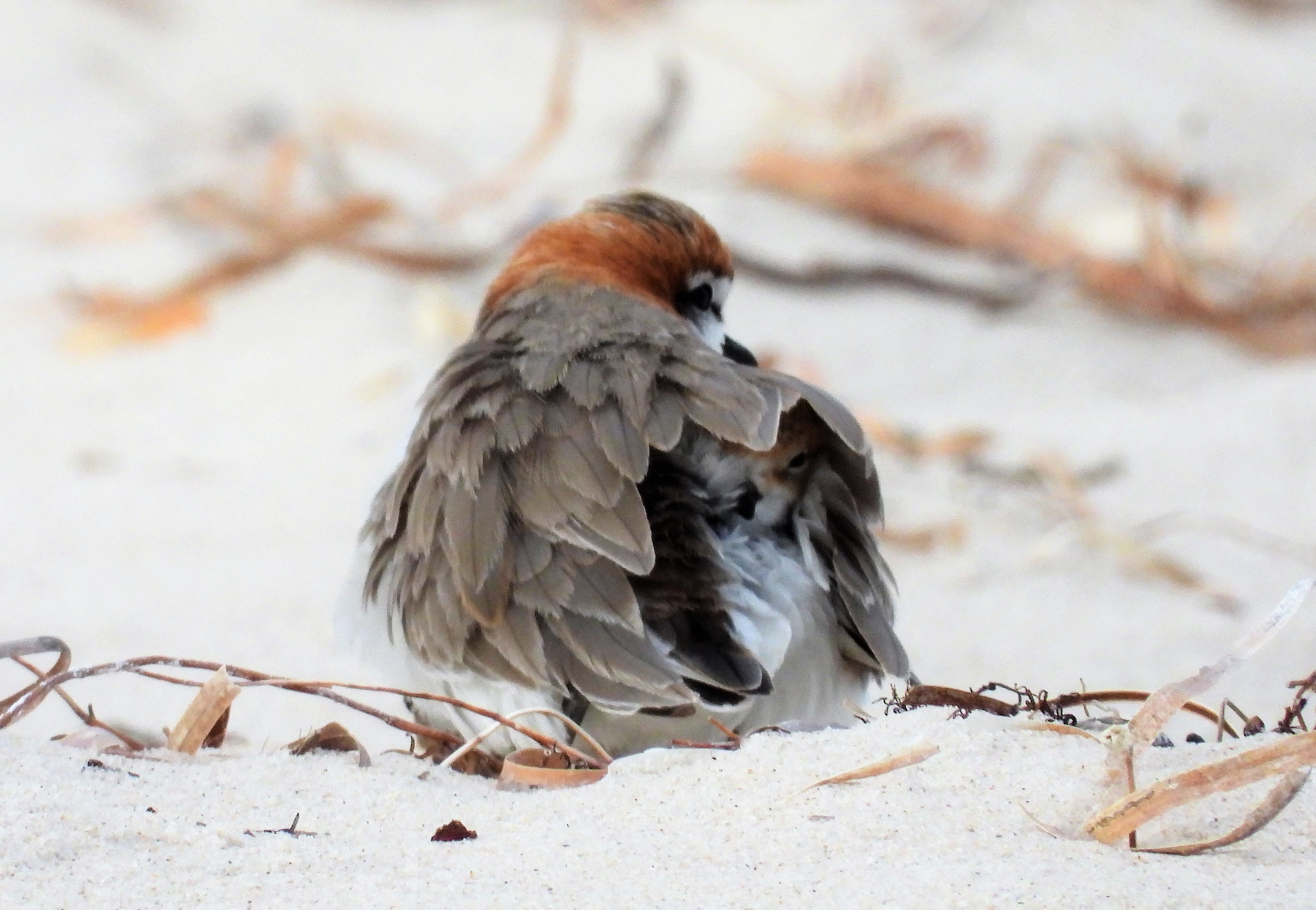 Red-capped plover chick nestled under its dad's wing-credit Kerri Bartley.