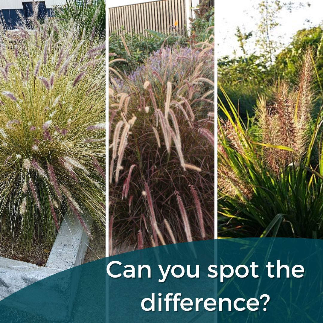 Fountain grass (Cenchrus setaceus) alongside Cenchrus x advena and Cenchrus purpurascens, a sterile hybrid species also known as fountain grass.