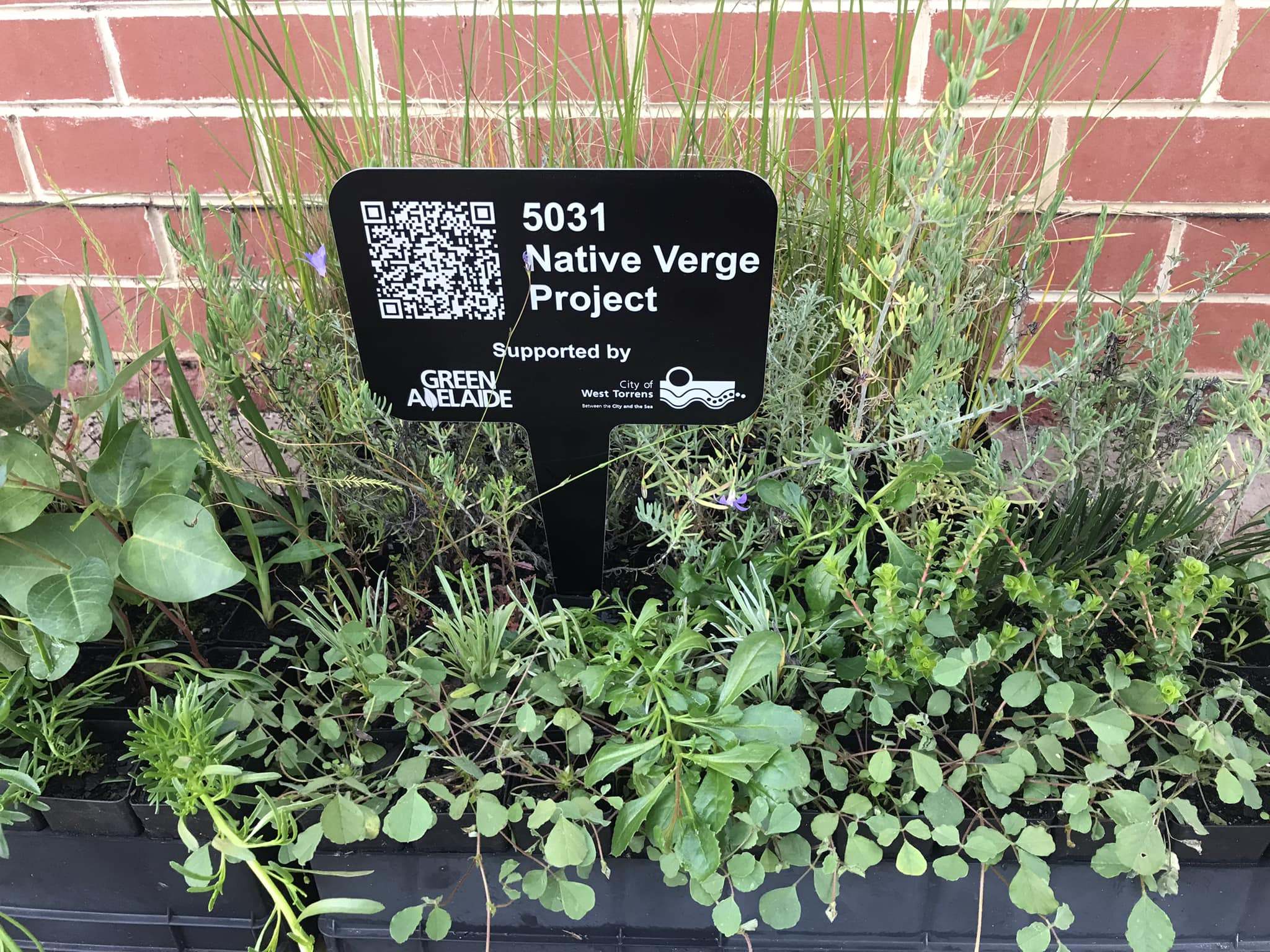 Image of a sign in amongst plants which reads '5031 native verge project'