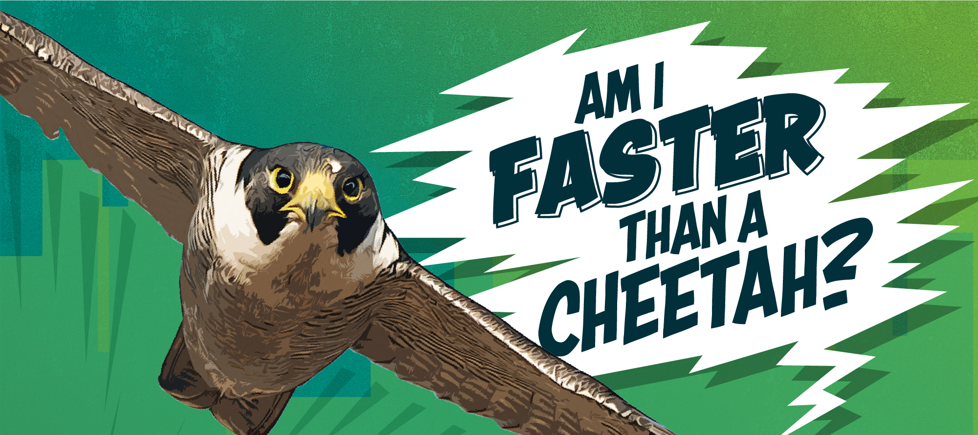 Peregrine falcon poster image