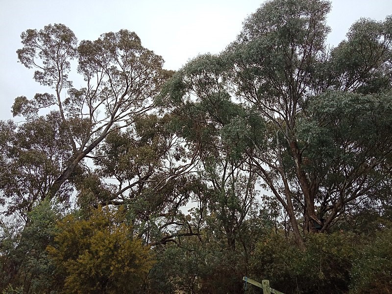 Several box gum trees showing their canopies